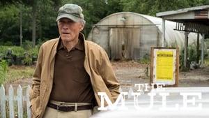 The Mule