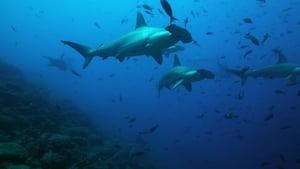 The Wild Pacific: The Beauty Of Life
