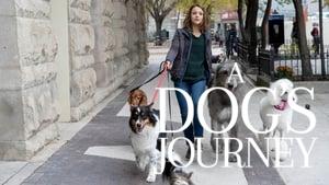 A Dog's Journey