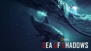 Sea of Shadows