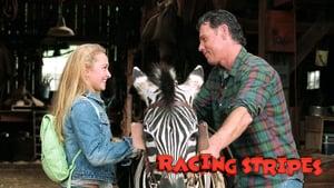 Racing Stripes