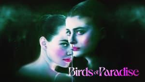 Birds of Paradise