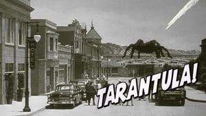 Tarantula