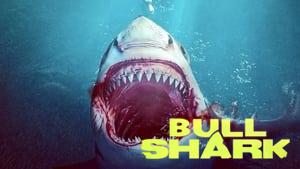 Bull Shark