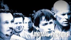Animal Factory