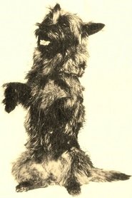 Terry