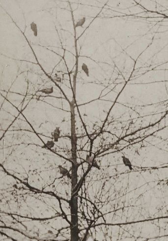 The Aviary Poster